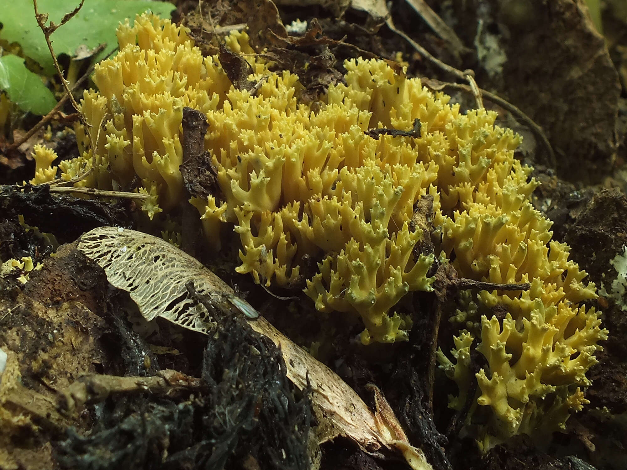 Phaeoclavulina echinovirens (Corner, K. S. Thind & Dev) Giachini 2011 resmi