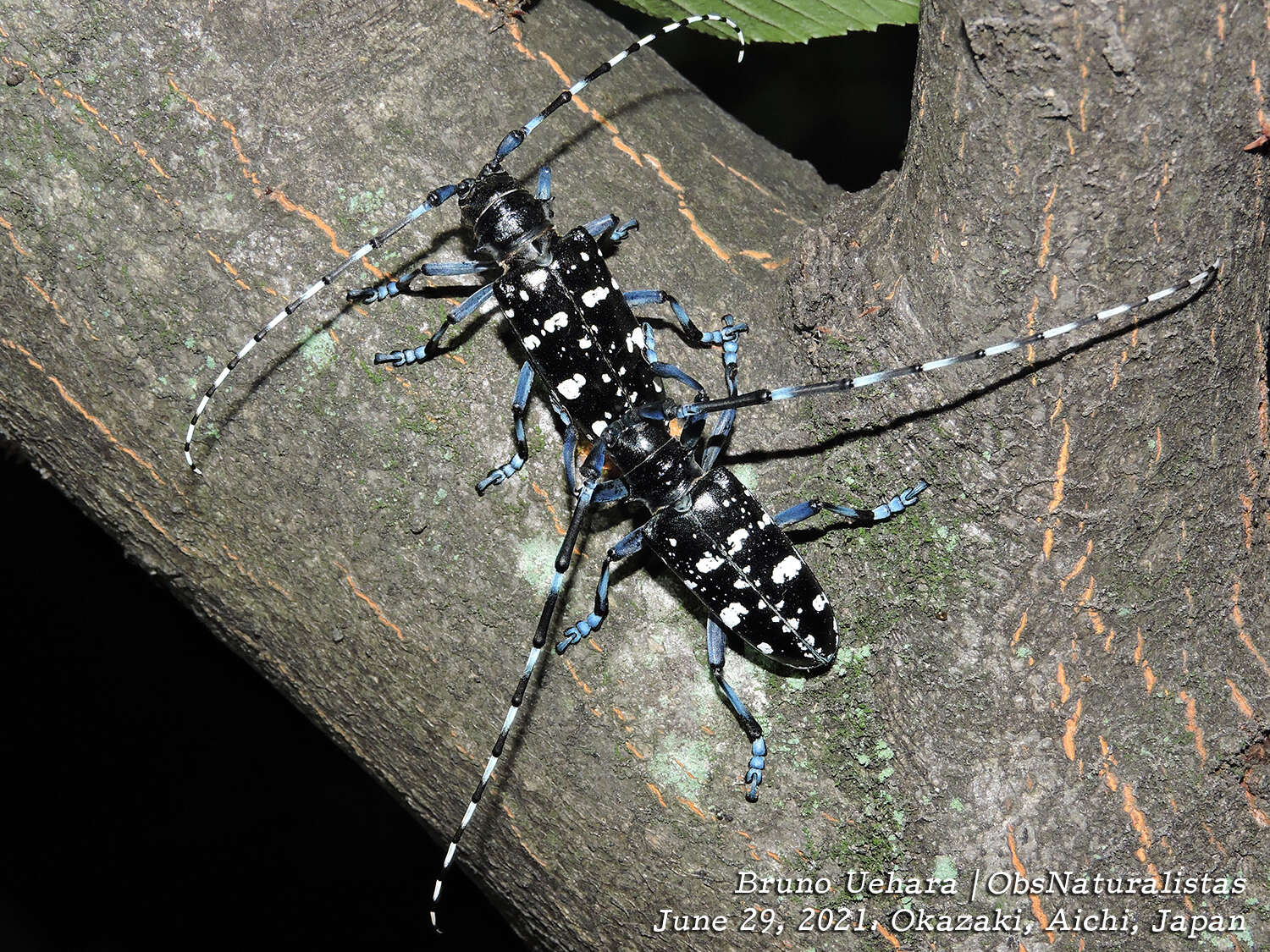 Image of Asian Longhorned Beetle