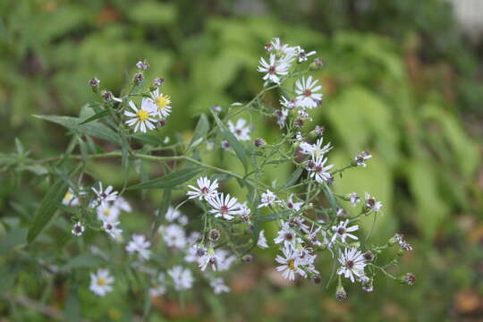 Image of white panicle aster