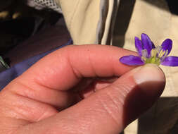 Image of starflower brodiaea