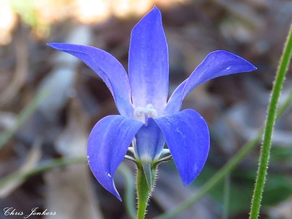 Image of Wahlenbergia graniticola Carolin