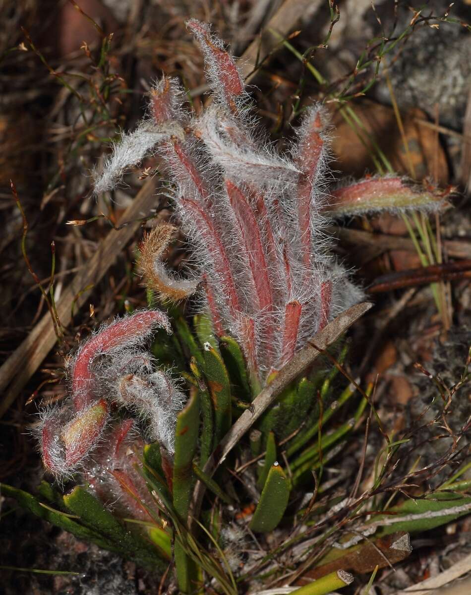 Image of Protea aspera Phillips