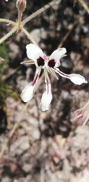 Image of Wineblotch Storksbill