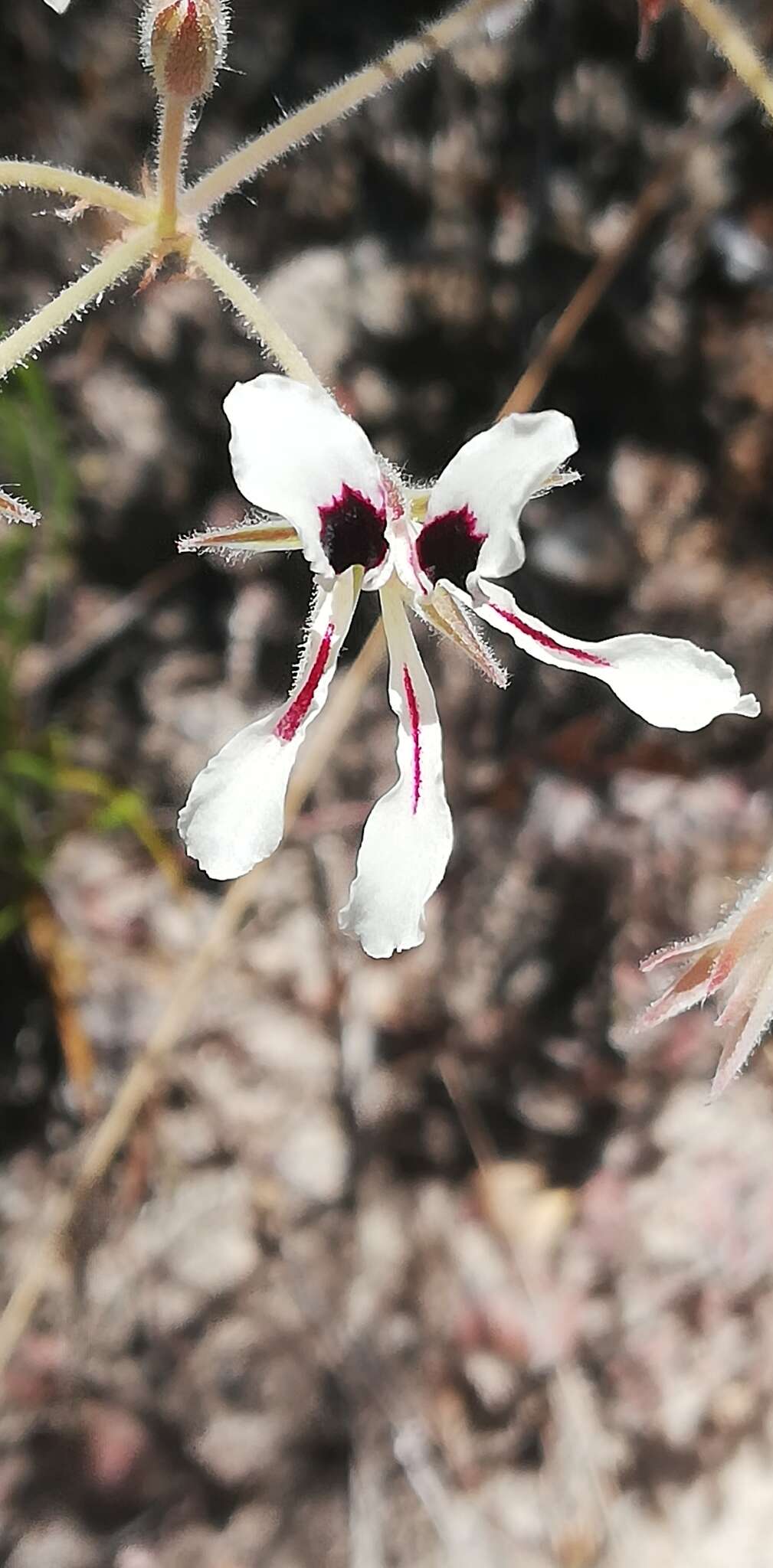 Image of Pelargonium trifoliolatum (Eckl. & Zeyh.) Steud.