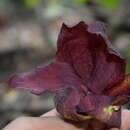 Sivun Sapranthus violaceus (Dunal) Saff. kuva
