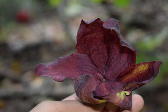 Sapranthus violaceus (Dunal) Saff.的圖片