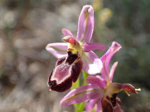 Image of Ophrys flavicans Vis.