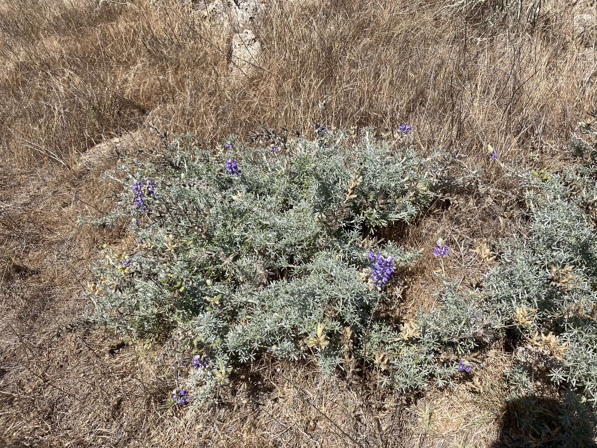 Image of Douglas' silver lupine