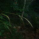 Слика од Elymus panormitanus (Parl.) Tzvelev