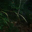 Elymus panormitanus (Parl.) Tzvelev resmi