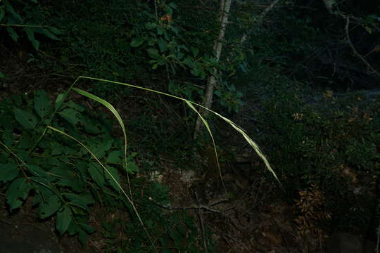 صورة Elymus panormitanus (Parl.) Tzvelev