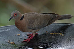 صورة Streptopelia decipiens ambigua (Barboza du Bocage 1881)