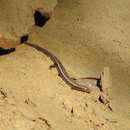 Image of Red-throated Cool-skink