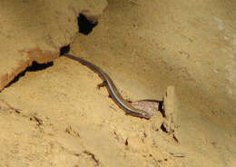 Image of Red-throated Cool-skink