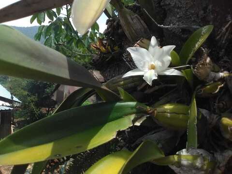 Image de Laelia anceps subsp. dawsonii (J. Anderson) Rolfe