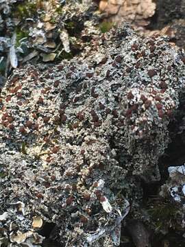 Image of orange lichen