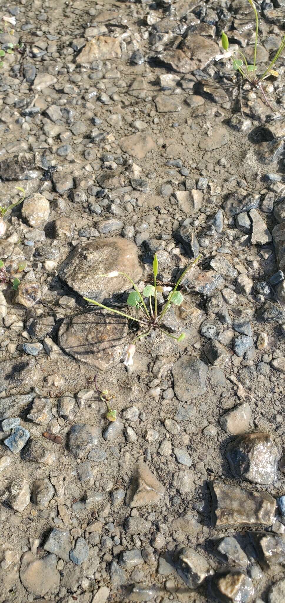 Image of Kentucky glade cress