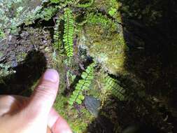 Image de Asplenium tripteropus Nakai