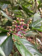 Image of nodding wild coffee