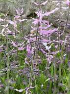 Image de Syncolostemon transvaalensis (Schltr.) D. F. Otieno