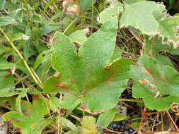 Image of Vitis ficifolia Bunge