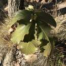 Image of Quercus resinosa Liebm.