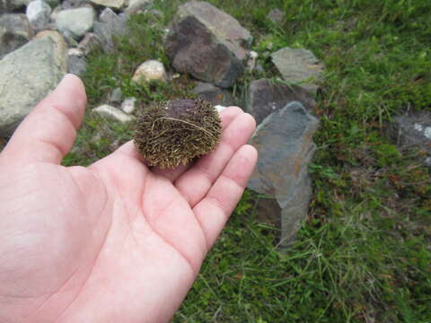 Image of green sea urchin