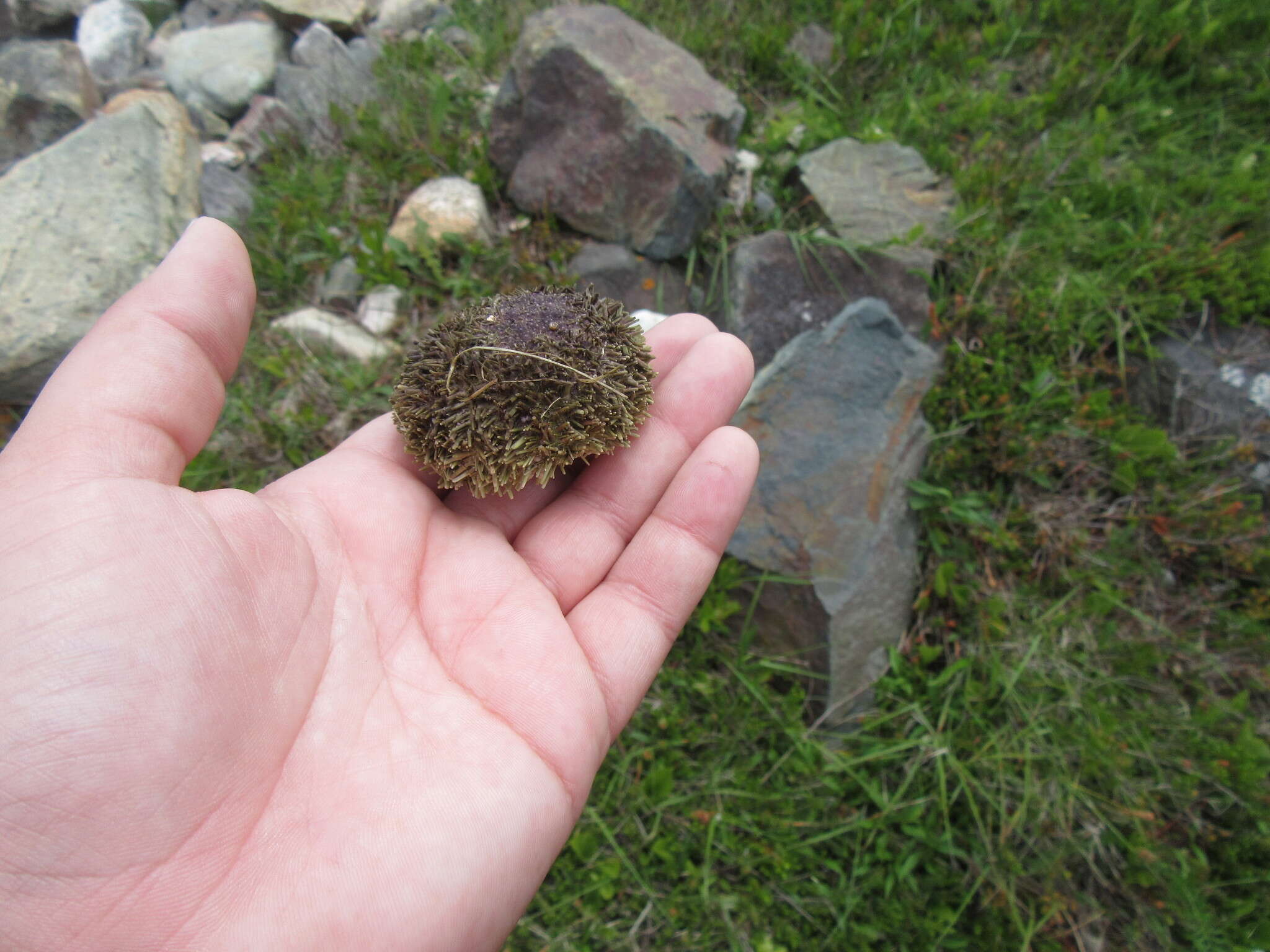 Image of green sea urchin