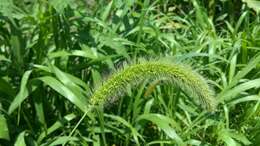 Image of Japanese bristlegrass