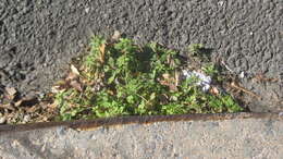 Image of clammy goosefoot