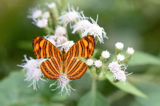 Plancia ëd Chersonesia peraka Distant 1884