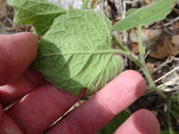 Image of husk tomato