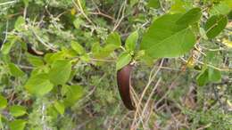 صورة Marsdenia coulteri Hemsl.