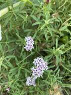 Image of Stevia satureifolia (Lam.) Lam.