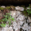 Imagem de Saxifraga pedemontana subsp. cervicornis (Viv.) Engler