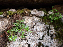 Sivun Saxifraga pedemontana subsp. cervicornis (Viv.) Engler kuva