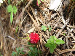 Image of wild strawberry