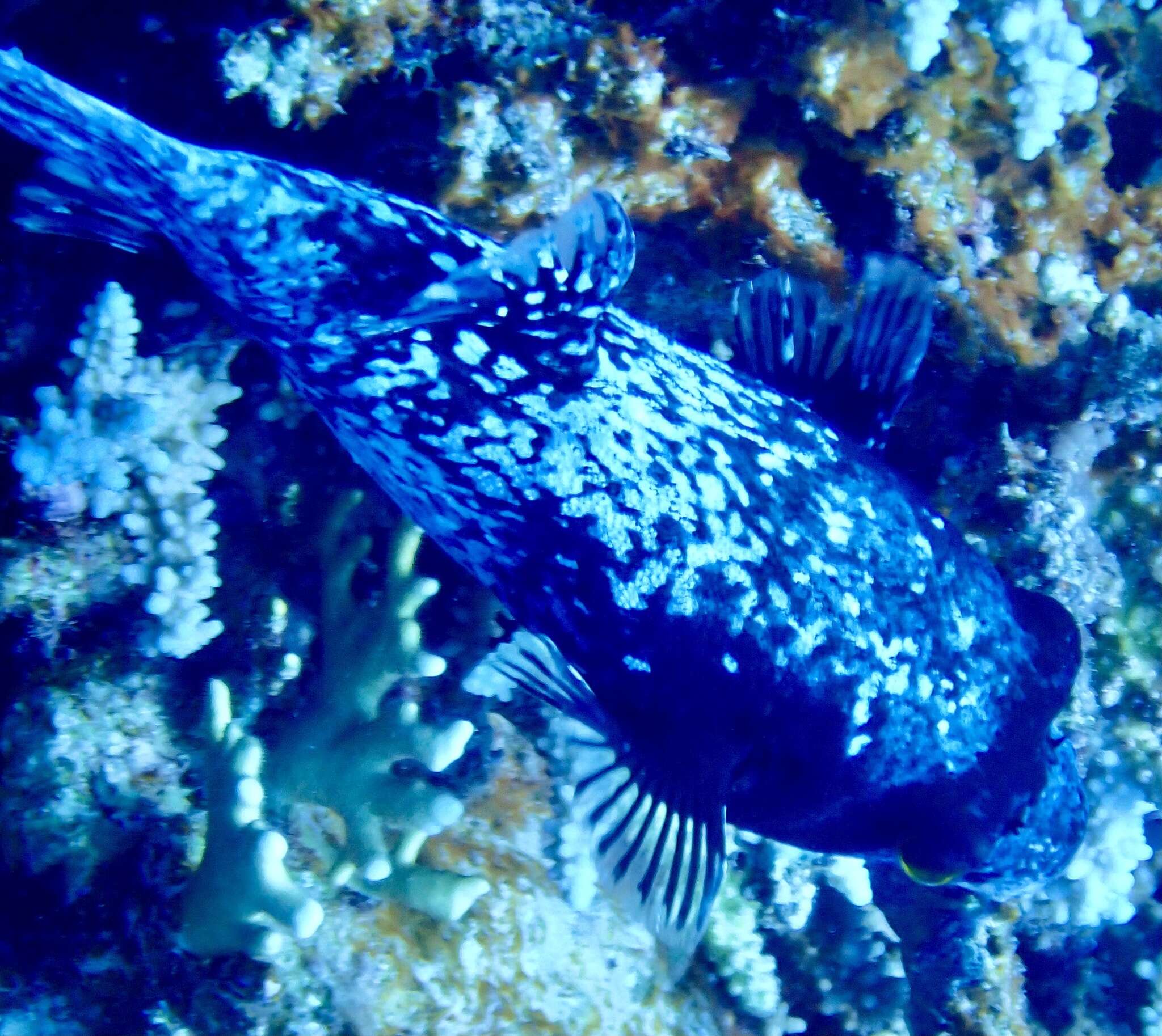 Image of Masked Puffer