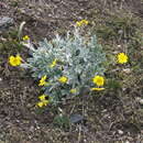 Image of Potentilla hololeuca Boiss. ex Kotschy