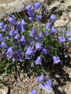 Image of Campanula cochleariifolia Lam.