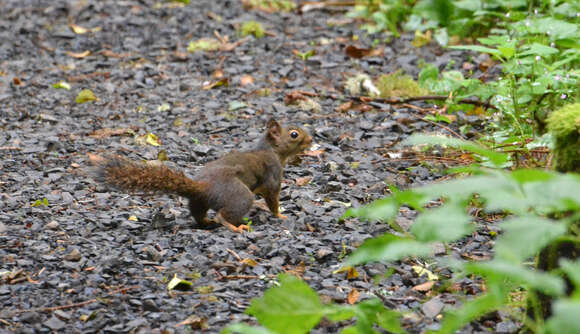 Image of Douglas's Squirrel