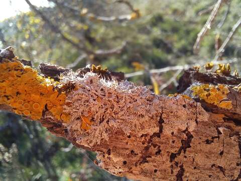 Image of rosette lichen