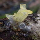 Image de Tremella flava Chee J. Chen 1998