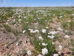 Image of Allium polyrhizum Turcz. ex Regel