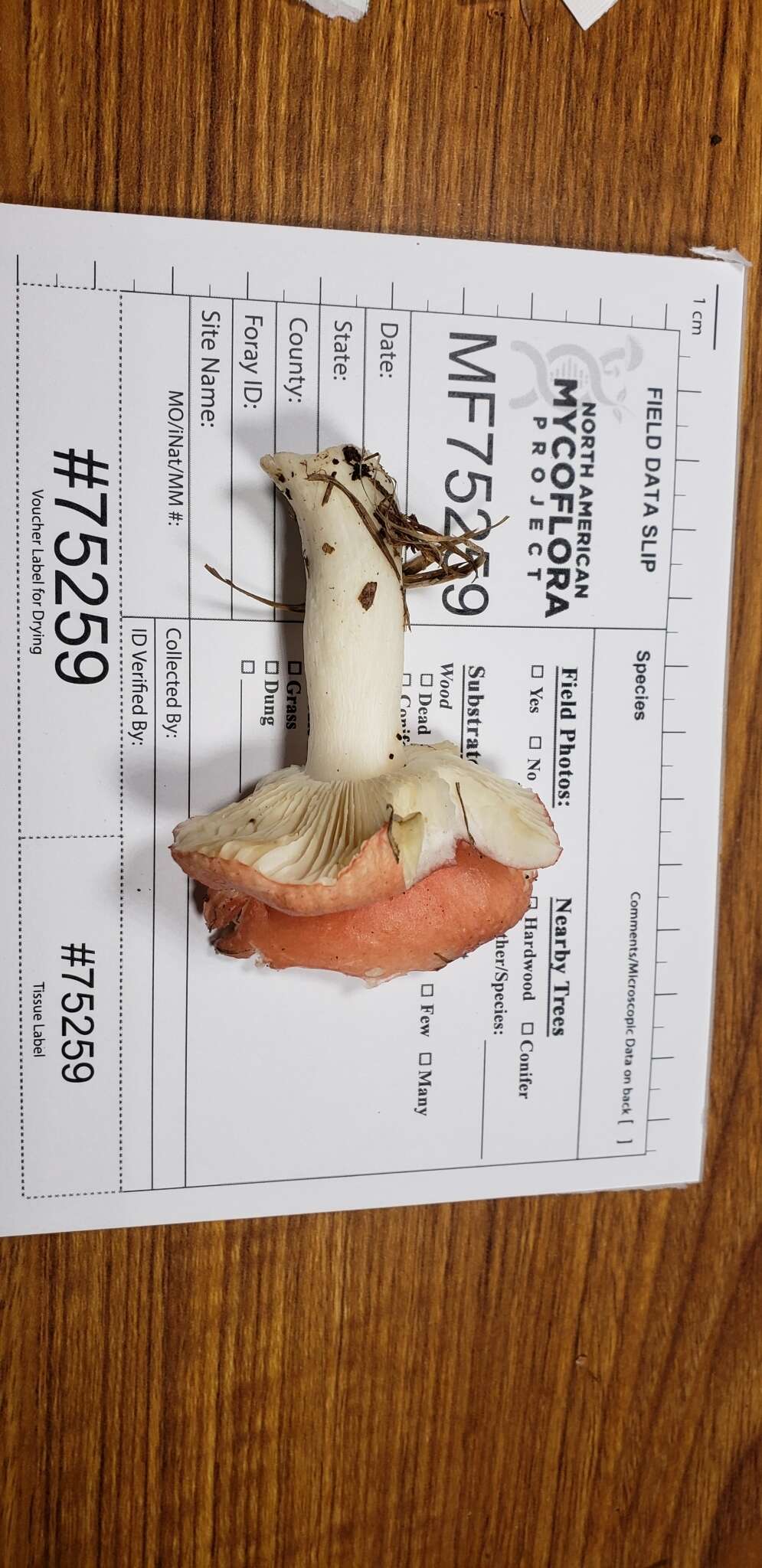 Image de Russula paraemetica Reumaux 1997