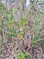 Image de Eremophila deserti (Cunn. ex Benth.) R. J. Chinnock