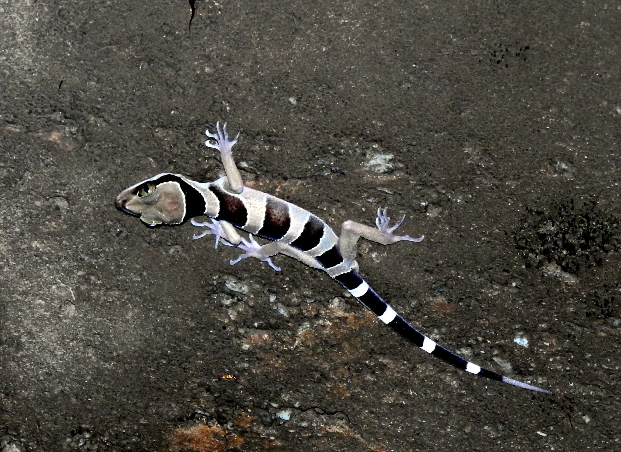 Слика од Cyrtodactylus australotitiwangsaensis Grismer, Wood Jr, Quah, Anuar, Muin, Sumontha, Ahmad, Bauer, Wangkulangkul, Grismer & Pauwels 2012