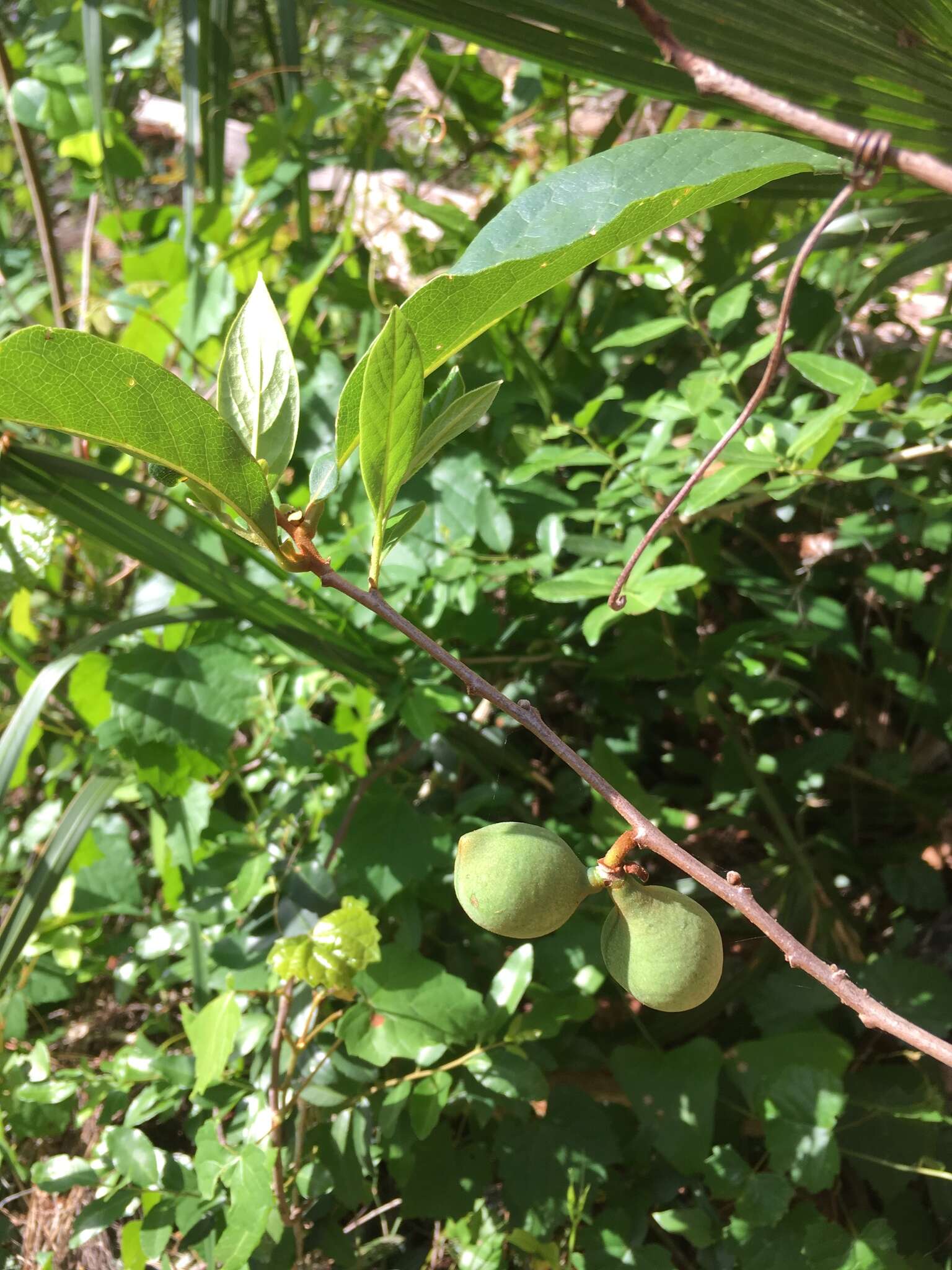 Image of Small-Flower Pawpaw