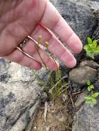 Image of Gulf River Harperella