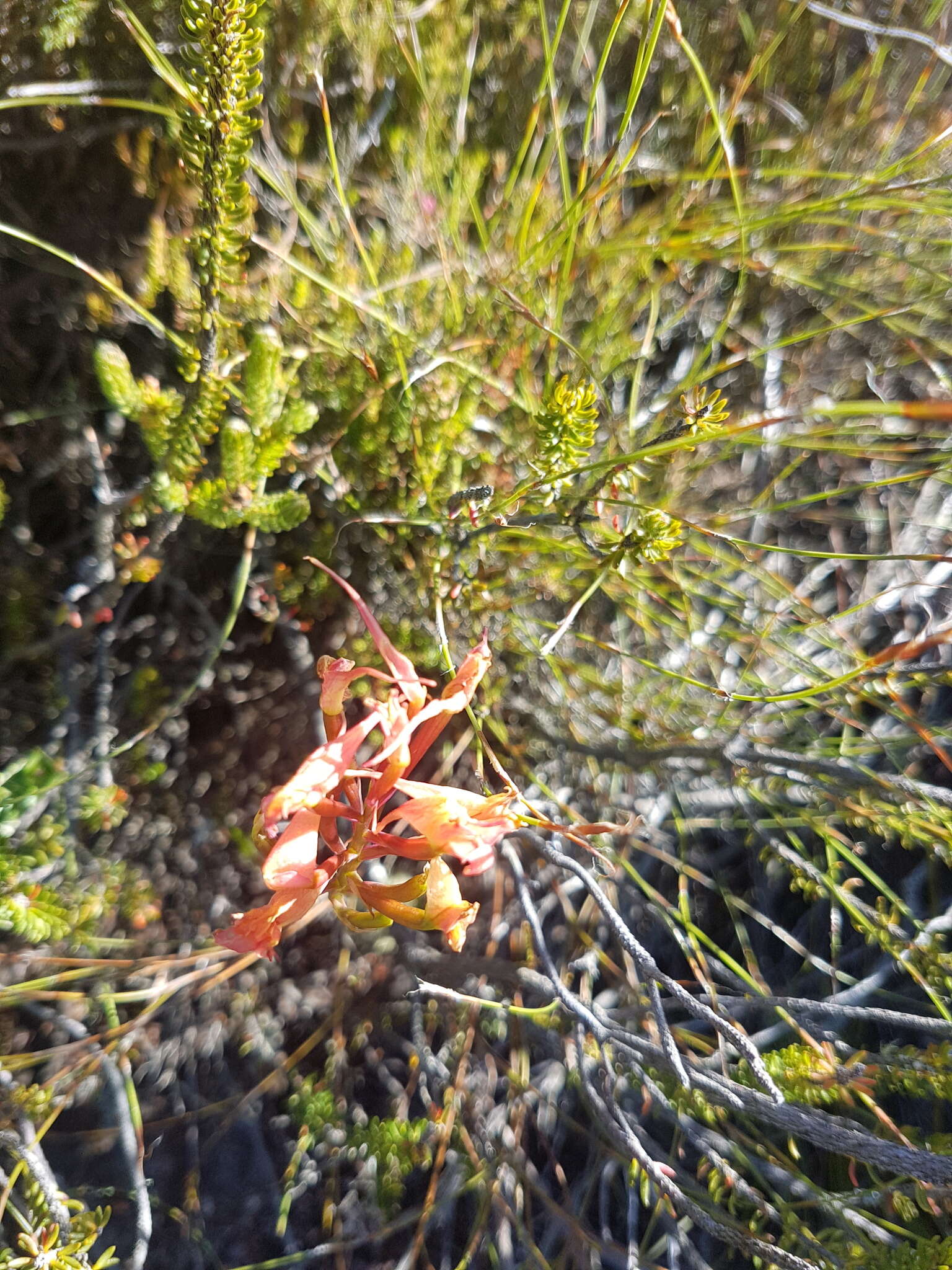 Image de Disa ferruginea Sw.